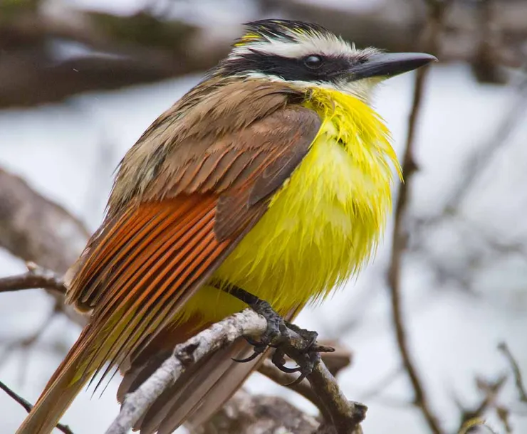 CHP-TX-1900Great-Kiskadee_TPWD.jpg