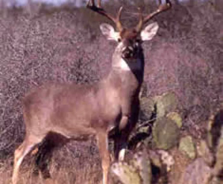 CHP-TX-Deer-TPWD-buck_atc.jpg