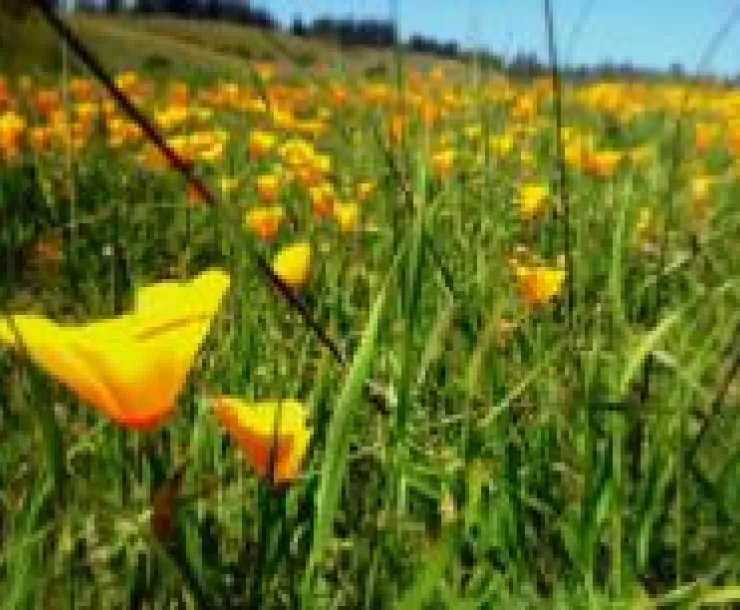 California Poppy.jpg