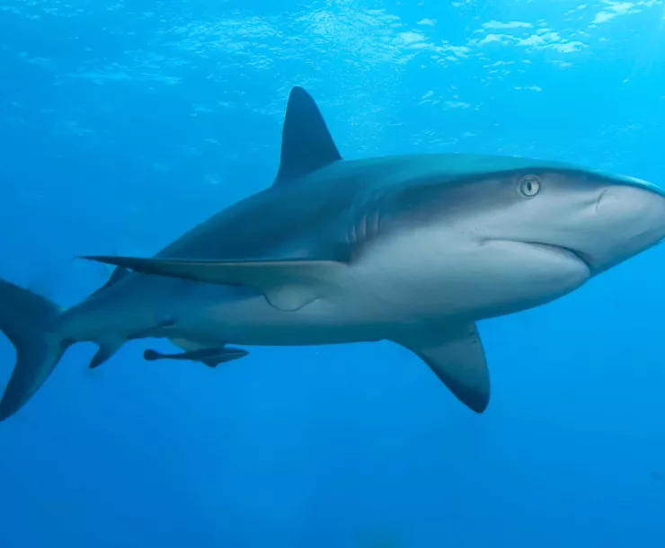 Caribbean_reef_shark.jpg