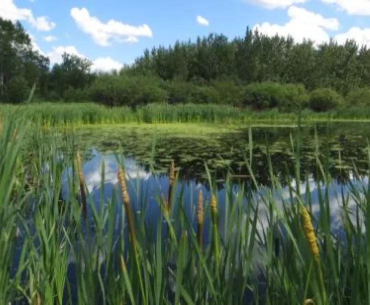 Chattanooga wetlands.jpg