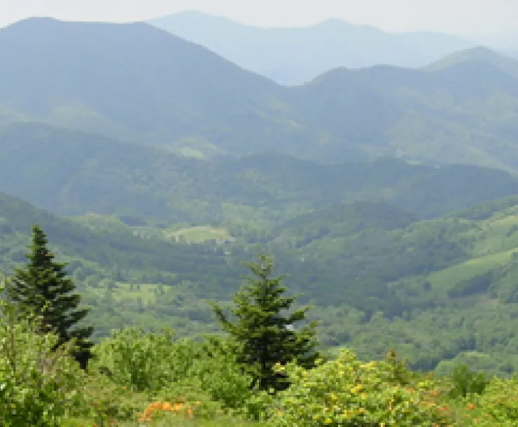 CherokeeNationalForest.jpg