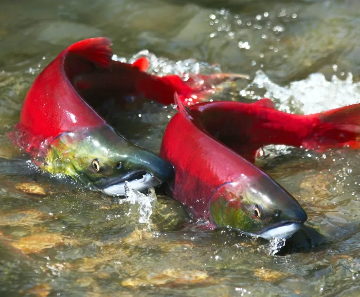 Chinook Salmon.jpg