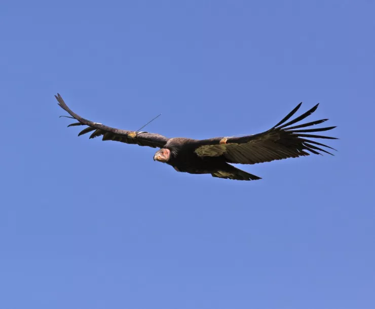 Condor1_1_2.jpg