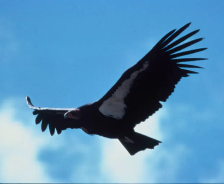 Condor_USFWS.jpg