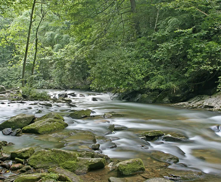 Cooper Creek Action Alert Photo.jpg