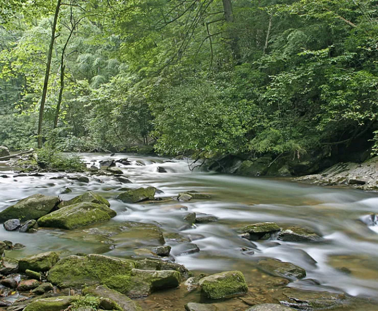Cooper Creek Action Alert Photo.jpg