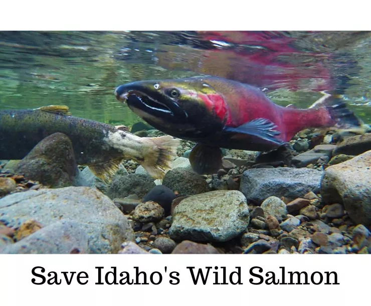 Copy of Save Idaho's Wild Salmon.png