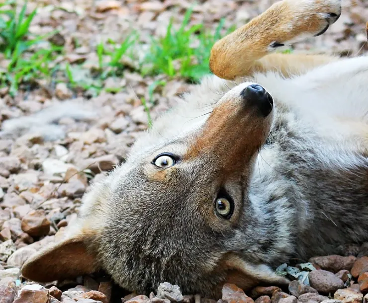 Coyoe.jpeg