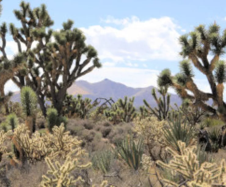 Crescent Peak (3)_300.jpg