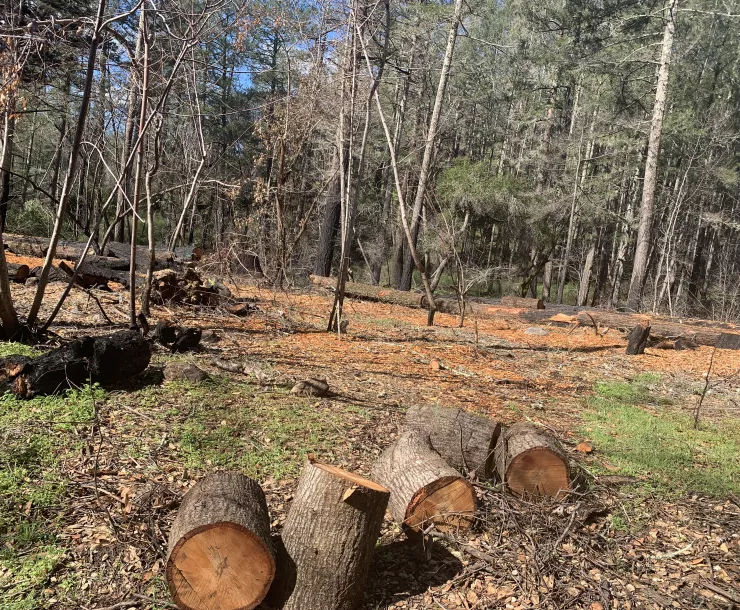 Cut Trees 2.JPG