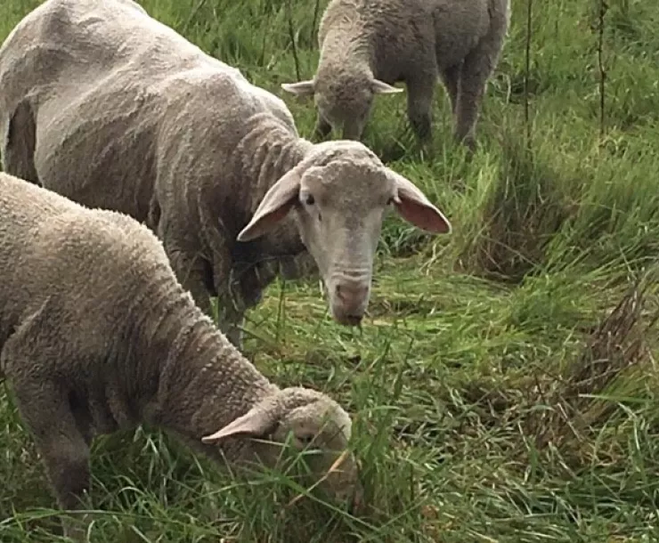 Cuyama sheep working on Gaviota coast Photo by Janet Koed.jpg