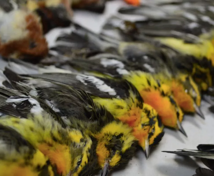 DEAD BIRDS-GALVESTON 2017 by josh henderson.jpg