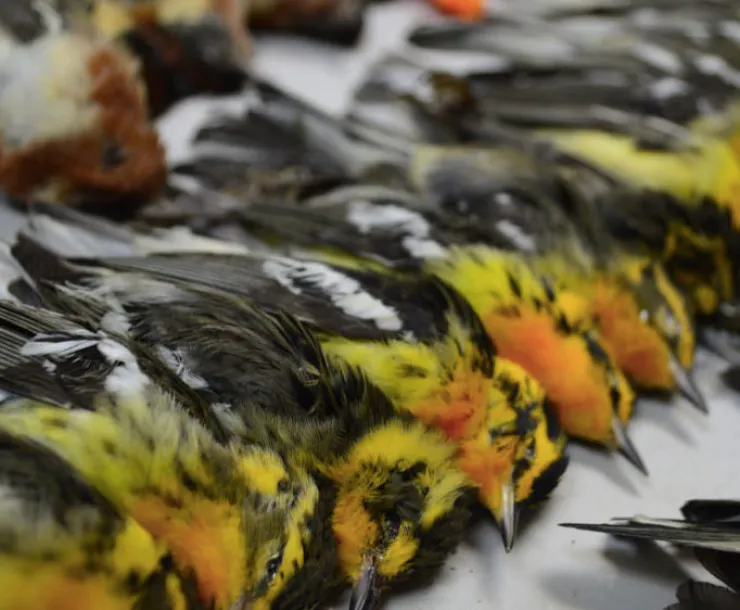 DEAD BIRDS-GALVESTON 2017 by josh henderson.jpg
