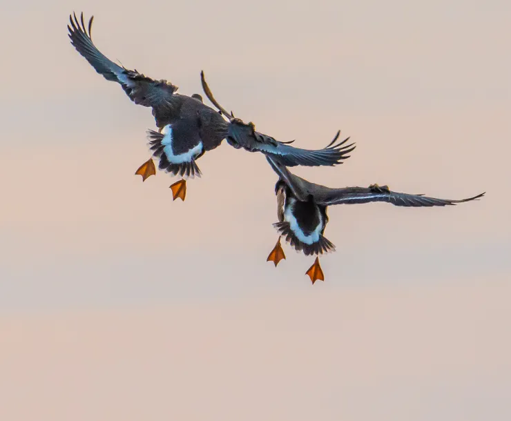 DSC_2045-3.jpg