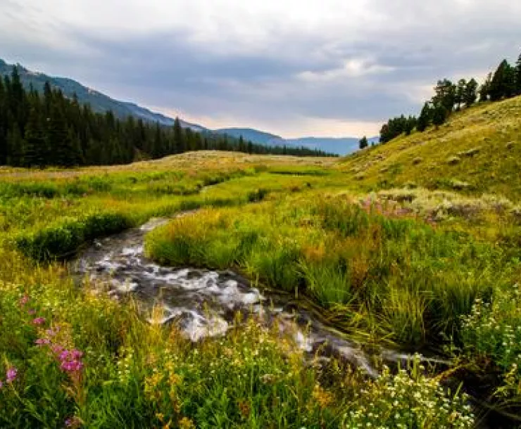 Dexter Coen Gilbert-2017-field yellowstone-digital use only.jpg