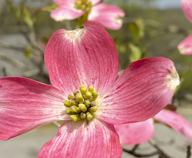 Dogwood bloom_byLauraBecker_April2022-800.jpg