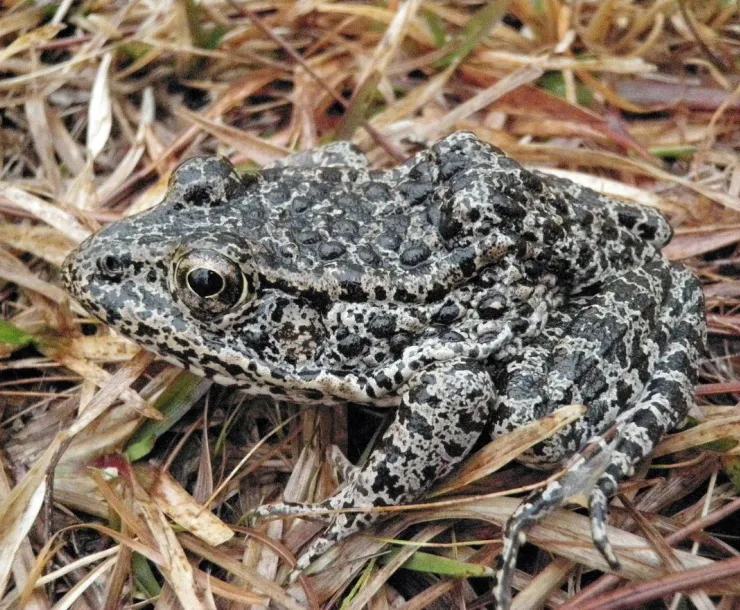 Dusky Gopher Frog.png