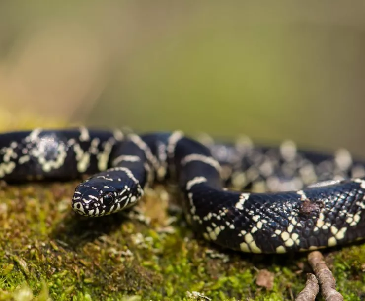 Eastern Kingsnake.jpg