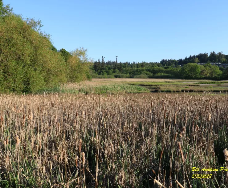 Edmonds Marsh.jpg