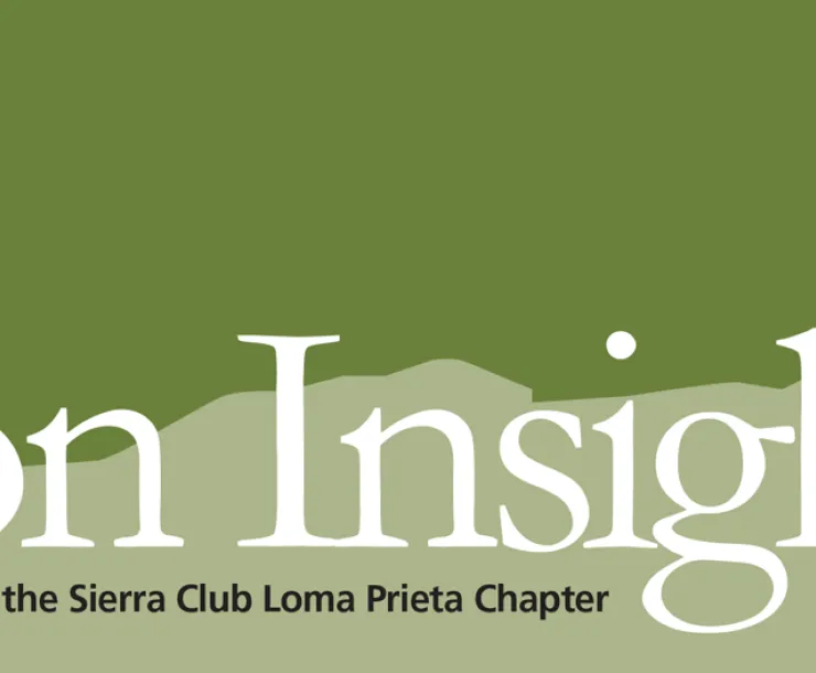 Election-Insight-banner1 (1).png