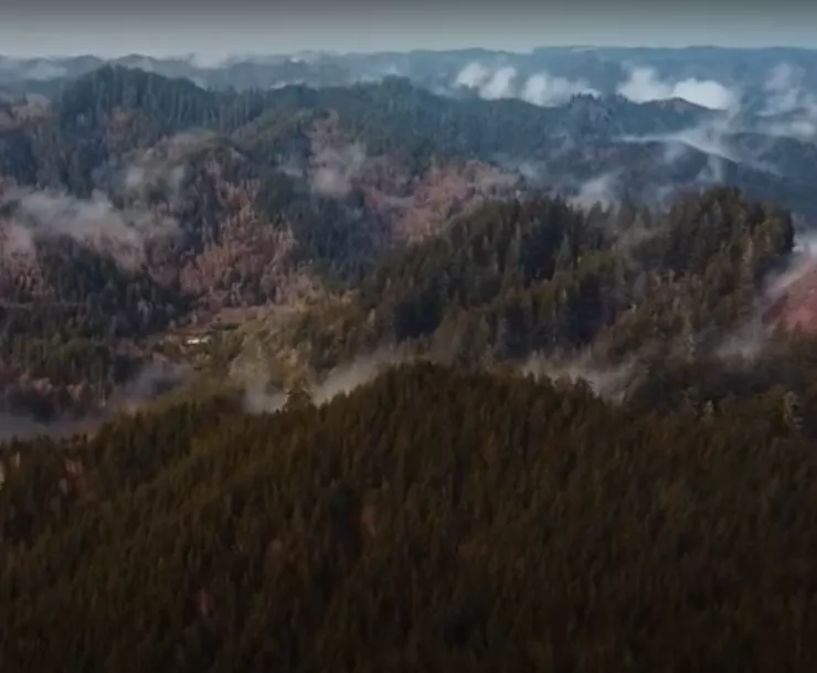 Elliott Forest 1.png