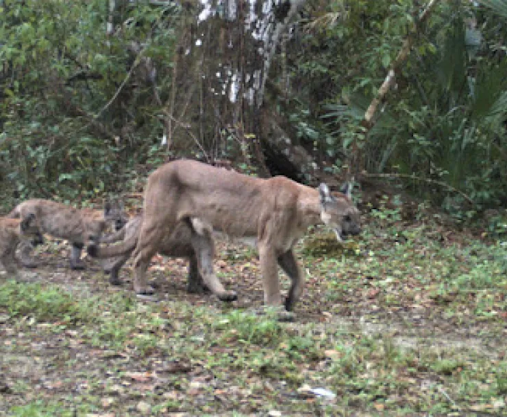 FWS-PantherRefuge2r.jpg