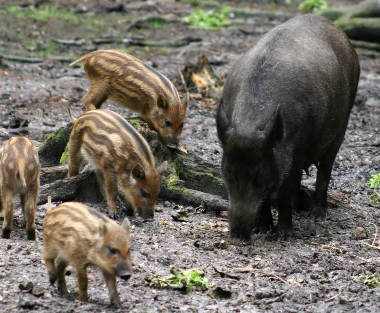 Feral Hog and babies.jpg