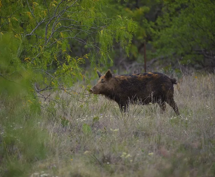 Feral pig in Texas, public use photo.jpg