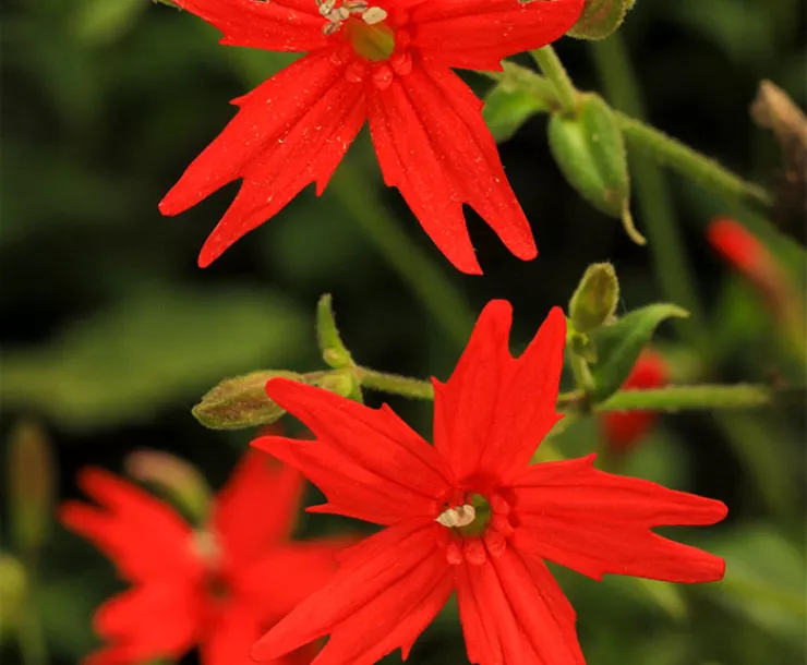 FirePink_by Alan Cressler-Enhanced 700x922.jpg