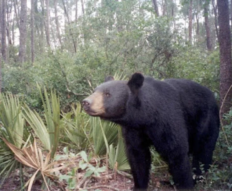 FloridaBlackBear.jpg