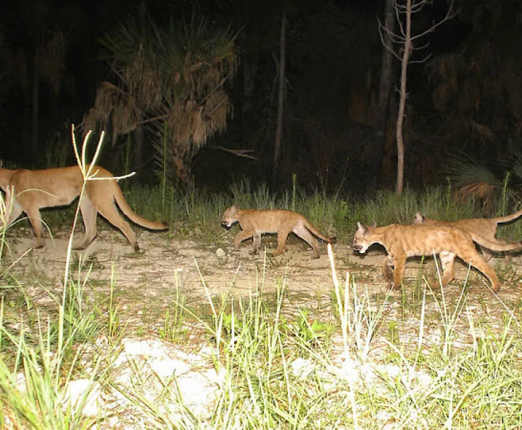 Florida_panther_family.jpg