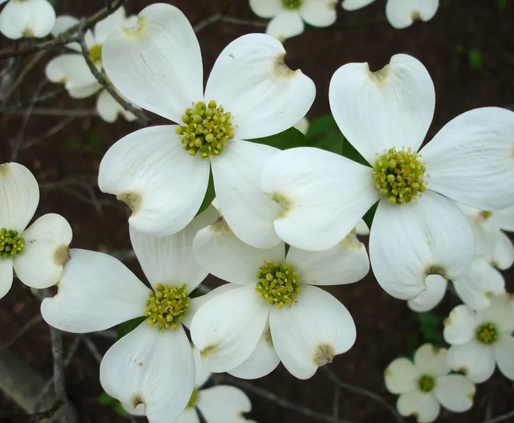 Flowering Dogwood.jpg