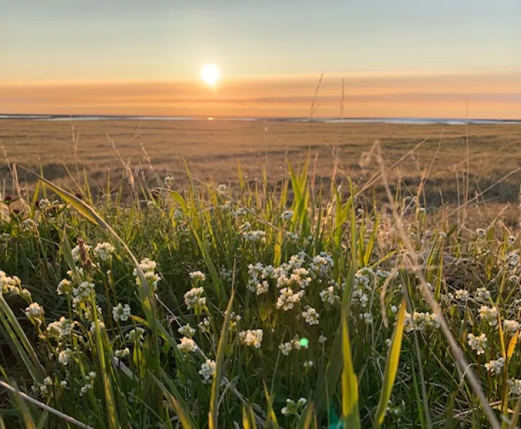 Flowers Arctic Tundra Alaska-Ramón J. Cruz-2019-attribution required.jpeg