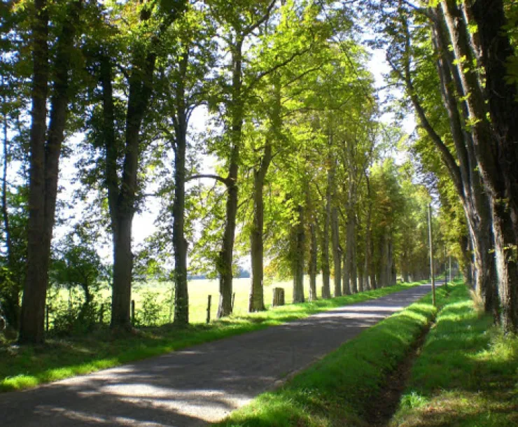 Forest Path.jpg