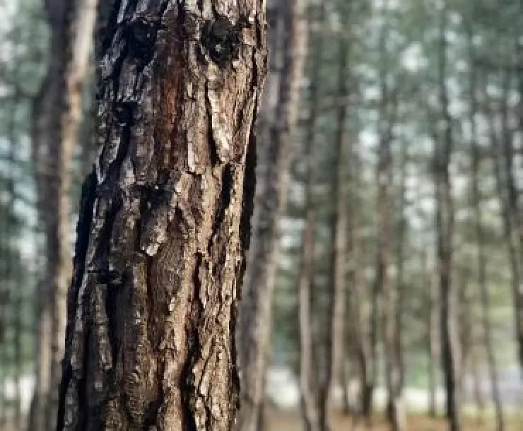 Forest.jpg