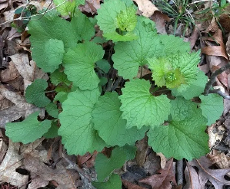 Garlic Mustard pre flower 2nd yr 4.2018 james Lin web.jpg