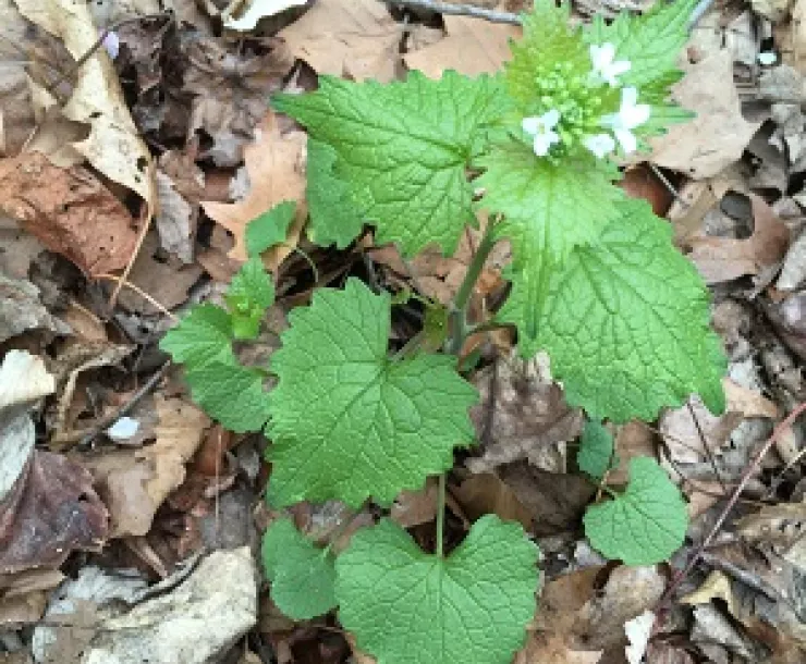 Garlic mustard 2nd year growth by James Lin 4.2018 web.jpg