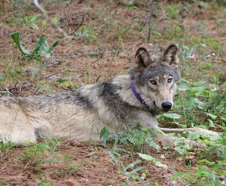 Gray Wolf OR93 in Ventura Source CDFW.jpg
