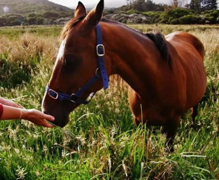 Great Barrier Island, New Zealand.jpg