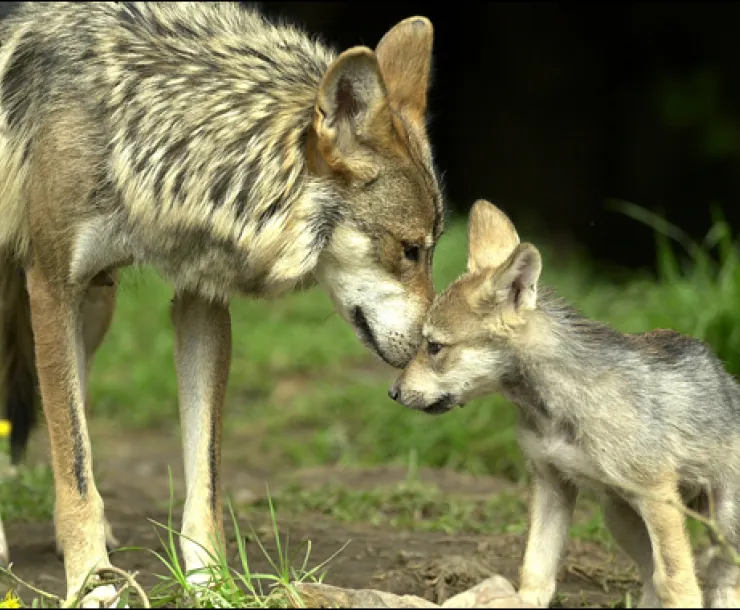 Grey-wolf.jpg