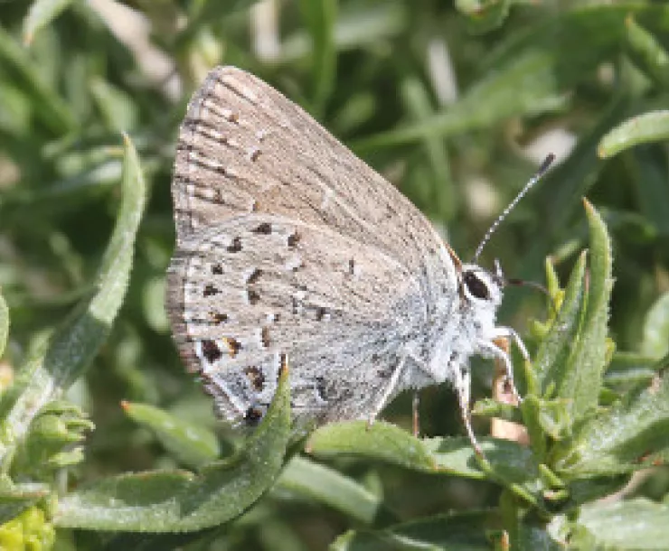 HAIRSTREAK,_BEHR_S_(Satyrium_behrii)jpg.jpg