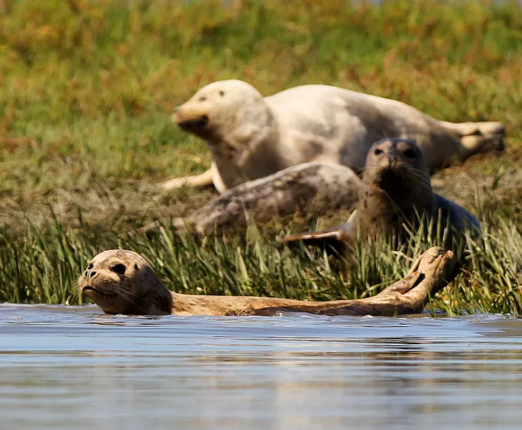 Harbor Seal 1 - by Aric Crabb.jpg
