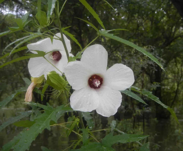 Hibiscus in Bloom in 6X5 Axial Ratio.jpg