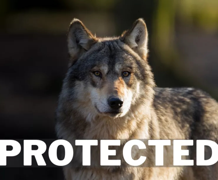 Howling Wolf (600 × 400 px) (2).png