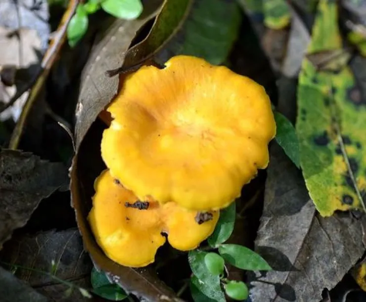 Hudson_Lisa-mushroom600_486510114.jpeg