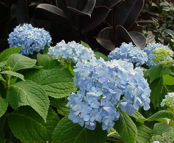 Hydrangea.jpg