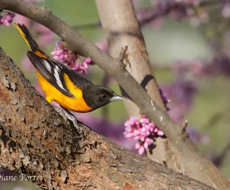 Iowa Birds of Spring.jpg