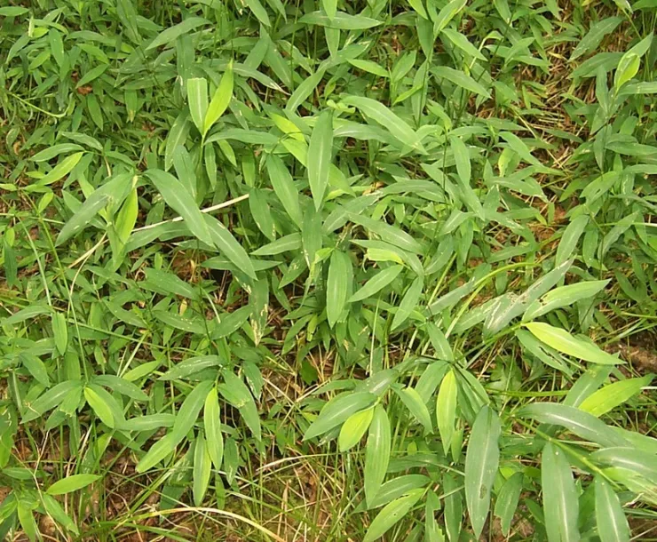 JapaneseStiltGrass.jpg