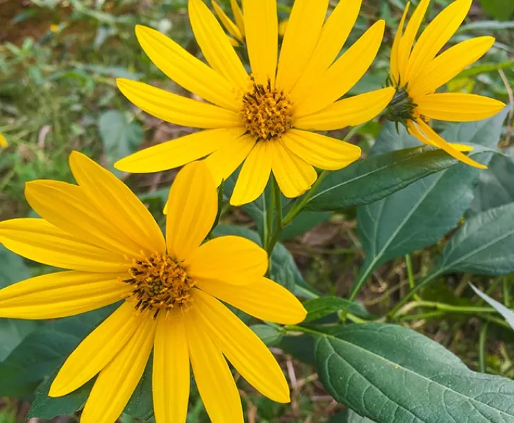 JerusalemArtichoke by Allie Stafford.9.30.2021 sRGB 700px.jpg